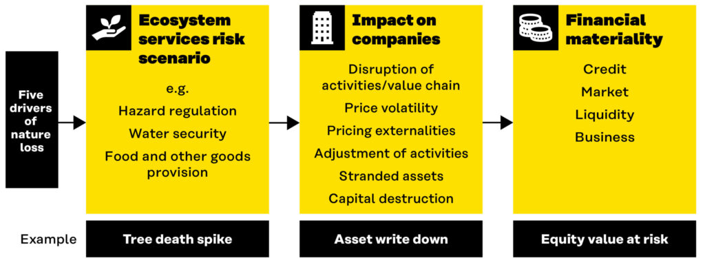 A figure displaying how the 5 drivers of nature loss create ecosystem services risk scenarios (e.g. Hazard regulation, Water security, Food and other goods provision) such as a tree death spike. This translates to Impact on Companies (Disruption of activities/value chain, Price volatility, Pricing externalities, Adjustment of activities, Stranded assets, Capital destruction) such as an asset write down. Finally, this translate into Financial Materiality (Credit, Market, Liquidity, Business), such as equity value at risk.
